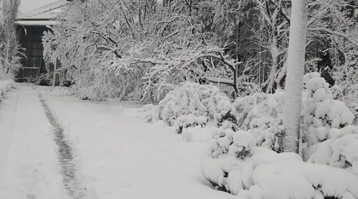 В ботсаду ДНУ сейчас очень красиво, лучше один раз увидеть (Фото)