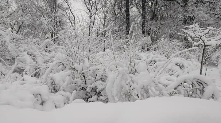 В ботсаду ДНУ сейчас очень красиво, лучше один раз увидеть (Фото)