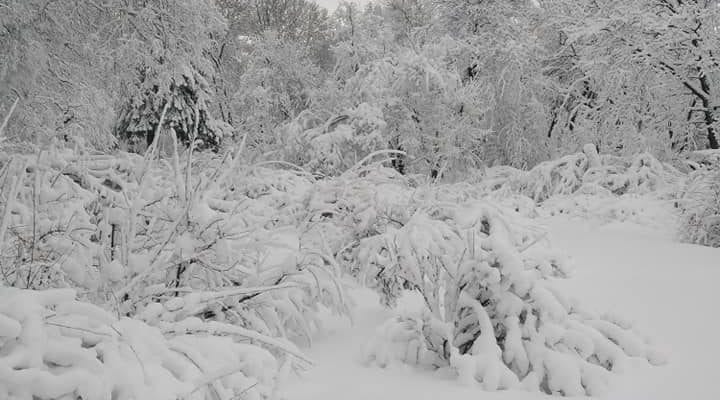 В ботсаду ДНУ сейчас очень красиво, лучше один раз увидеть (Фото)