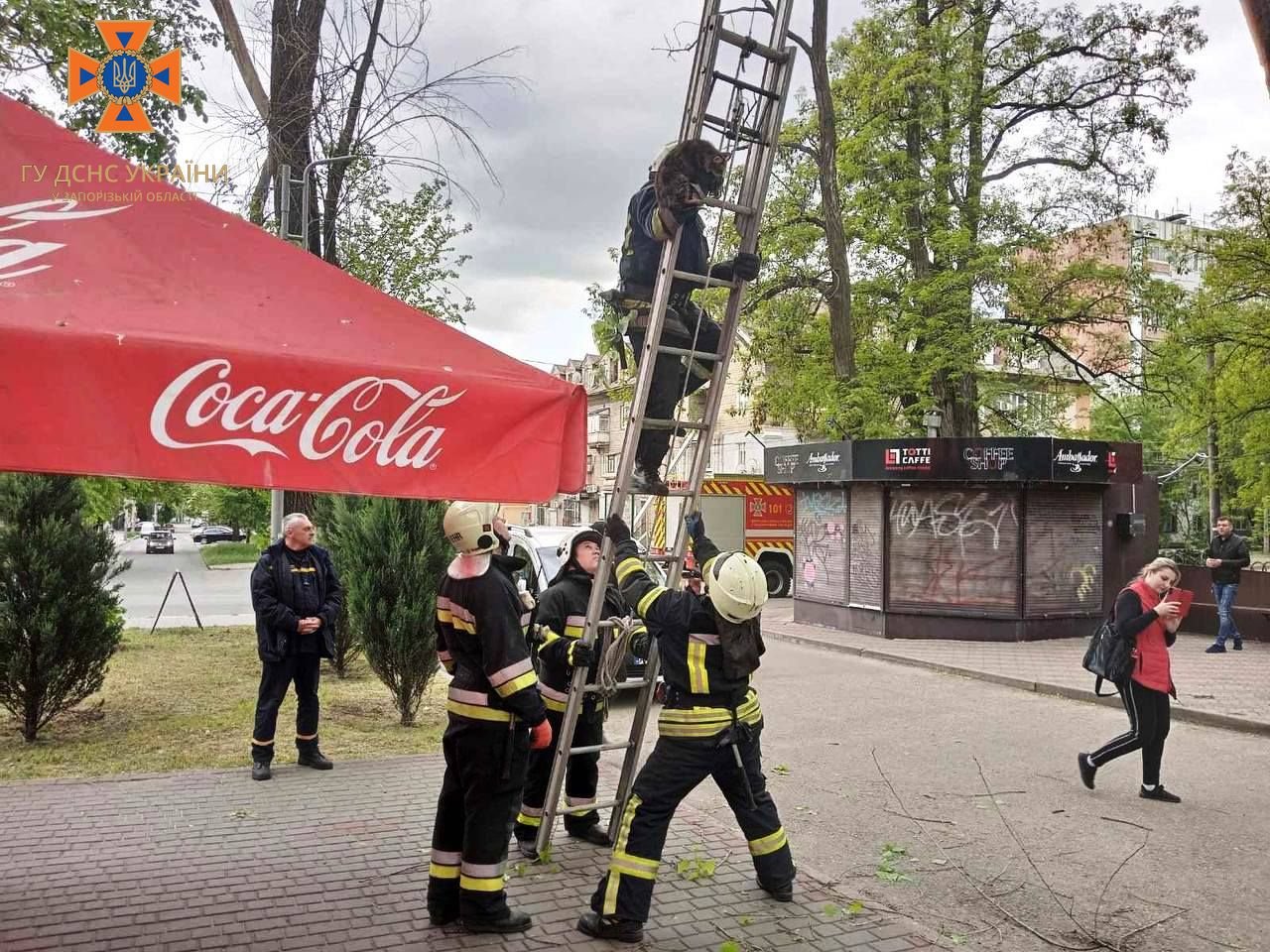 Запорізькі рятувальники врятували кота, який не зміг спуститися з дерева